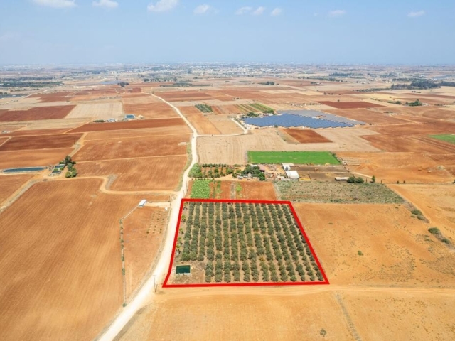 Agricultural land in Avgorou,Famagusta