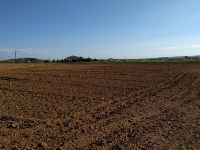 Two Fields in Pano Deftera, Nicosia
