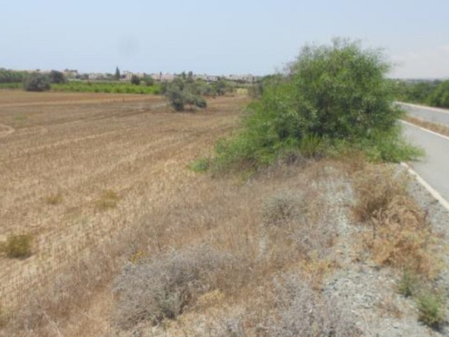 Field in Mazotos, Larnaca
