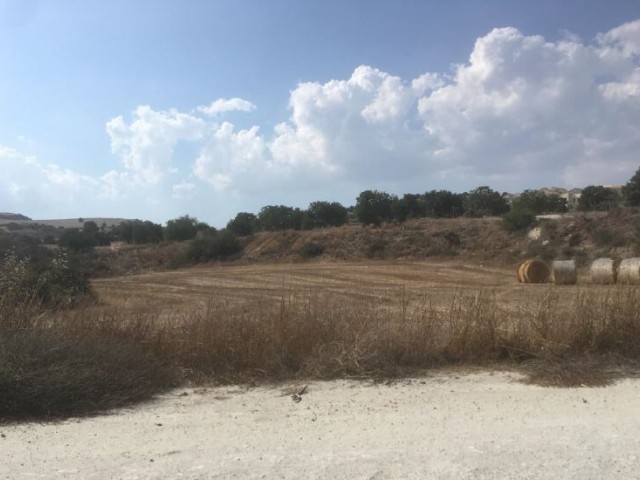 Field in Alaminos, Larnaca