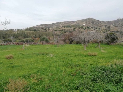 Field - Pomos, Paphos